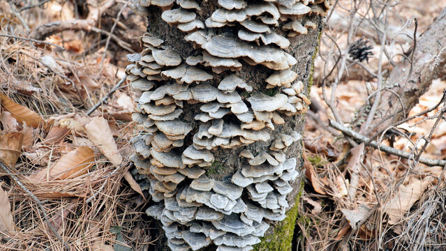 Unji mushrooms on the tree.