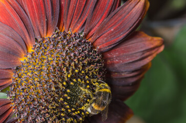 Bumblebee  pollinates a colourful flower.