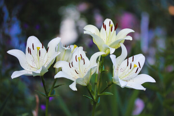 Fototapeta premium White garden Asiatic lilies petals growing in a home garden. Spring or summer flowers in full bloom on green background. Bulb plants. Gardening, floriculture, horticulture plants flowers care concept.