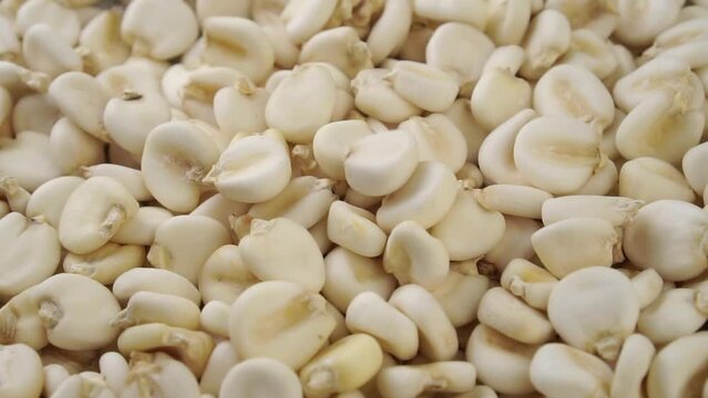 Dry maize mote falling in slow motion close up. Hominy grain. Rotation