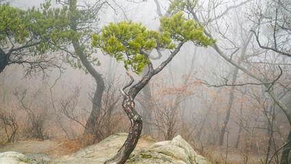 The foggy pine trees in the mountains,