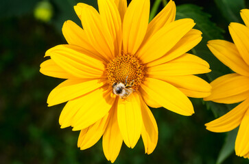 Bee pollinates a yellow flower.