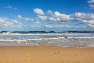Fototapeta na wymiar Seagull on the sand and beach waves