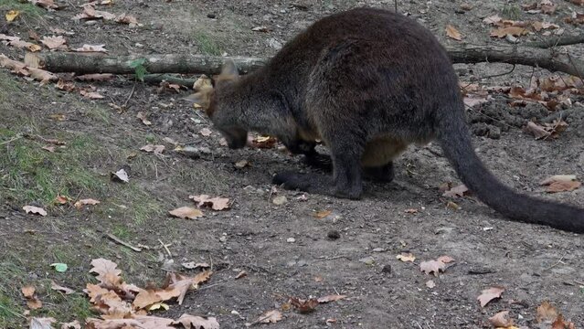 Swamp Wallaby, Wallabia bicolor. Known as the black wallaby