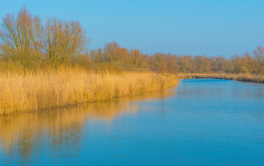 Reed and trees along the edge of a river in bright sunlight in winter, Almere, Flevoland, The Netherlands, March 13, 2022