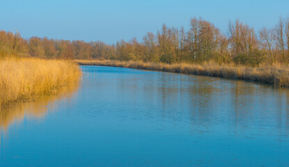 Reed and trees along the edge of a river in bright sunlight in winter, Almere, Flevoland, The Netherlands, March 13, 2022