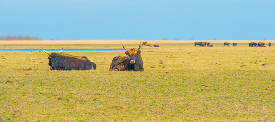 Herd of heck cattle in a green field in wetland along the edge of a lake under a blue sky in bright...