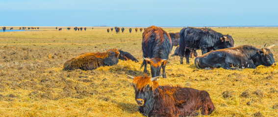Herd of heck cattle in a green field in wetland along the edge of a lake under a blue sky in bright...