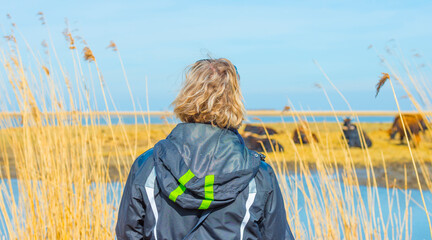 Spotting a herd of heck cattle in a green field in wetland along the edge of a lake under a blue...