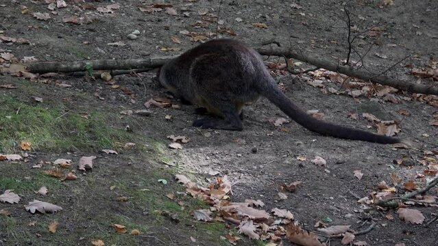 Swamp Wallaby, Wallabia bicolor. Known as the black wallaby