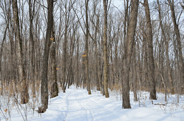Five kilometer ski run 