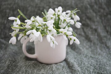 fresh white snowdrop (Galanthus nivalis) flowers in pink cup on grey fabrick background. Selective focus