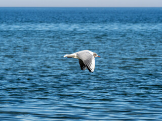 Möwe