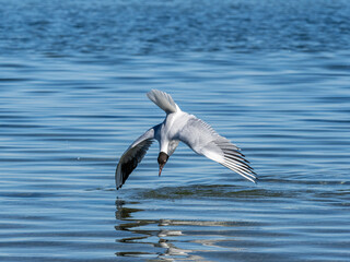 Möwe