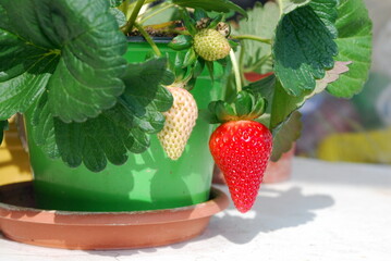 Fragole che maturano nella pianta in vaso