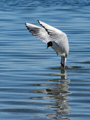 Möwe