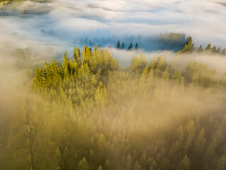Naklejka na ściany i meble Fog envelops the mountain forest. The rays of the rising sun break through the fog. Aerial drone view.