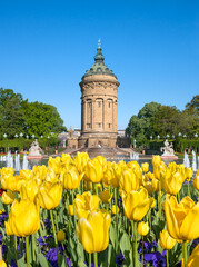 Yellow tulip flowers in front of the Wasserturm (water tower) Mannheim in spring season,...