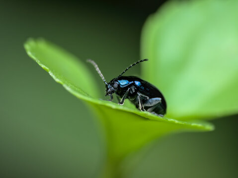 Flea Beetles Rest On The Leaf