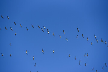 .Cranes, birds returning home after winter.