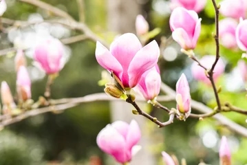 Foto op Canvas Pink magniolii tree blooming in the spring garden. Beautiful flowers background. © Kozioł Kamila