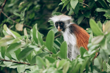 Wild Red Colobus monkey sitting on the branch in tropical forest on Zanzibar