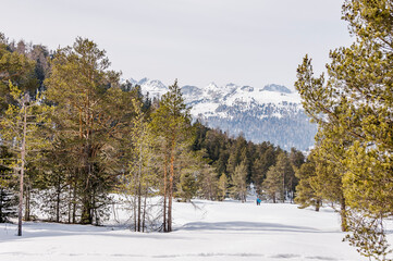St. Moritz, Stazerwald, Pontresina, Winter, Winterwanderweg, Wintersport, Langlauf, Alpen, Oberengadin, Graubünden, Schweiz

