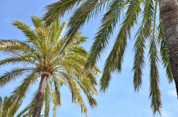 Obraz premium Palm trees, blue sky background