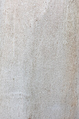 Eucalyptus trunk texture. Smooth wood without bark. Fullscreen