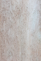 Eucalyptus trunk texture. Smooth wood without bark. Fullscreen