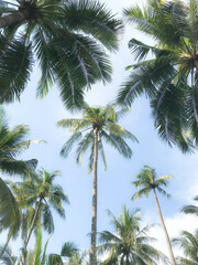 Fototapeta na wymiar tropical palm tree in garden