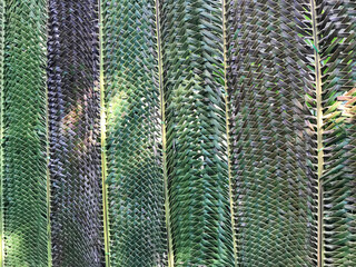 coconut leaf weave zigzag texture background
