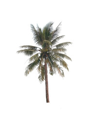 Fototapeta na wymiar coconut tree on isolated on white background
