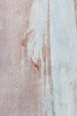 Eucalyptus trunk texture. Smooth wood without bark. Fullscreen