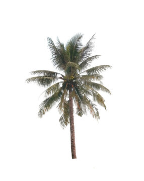 coconut tree on isolated on white background