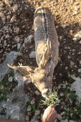 A male spotted deer with horns in the jungles of the Gir National Park in Gujarat, India. High quality photo © gidon