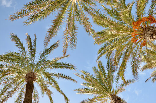 Palm trees, blue sky background