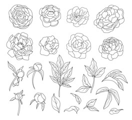 Peony flower and leaves line drawing. Vector hand drawn outline floral set. Simple botanical peonies, branch and berry countur. Black ink sketch. Great for tattoo, invitations, greeting cards, decor