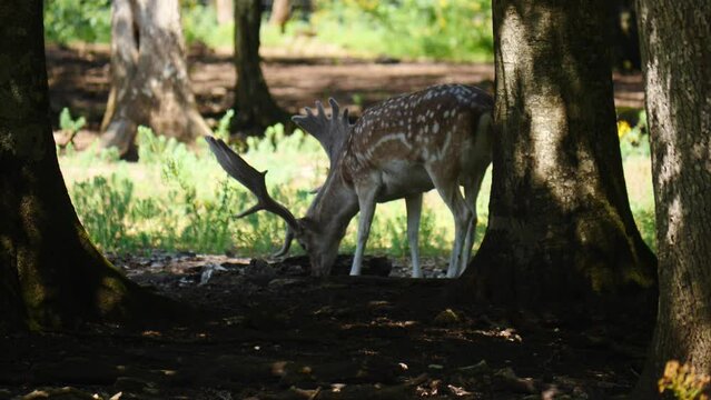 Fallow deer in natural environment. Vision Park in Auberive region, France. Slow motion