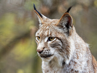 Eurasische Luchs, Lynx lynx, Nordluchs, Luchs