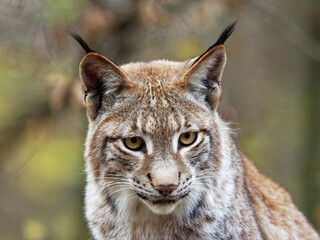 Eurasische Luchs, Lynx lynx, Nordluchs, Luchs