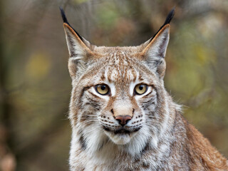 Eurasische Luchs, Lynx lynx, Nordluchs, Luchs