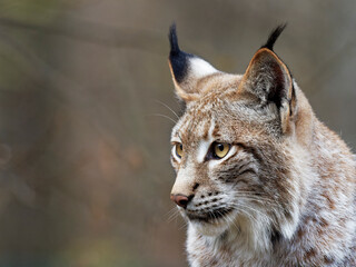 Eurasische Luchs, Lynx lynx, Nordluchs, Luchs