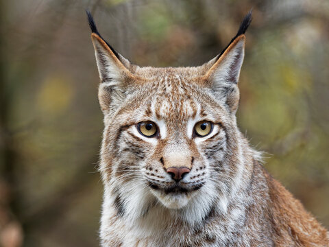 Eurasische Luchs, Lynx lynx, Nordluchs, Luchs