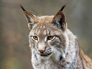 Eurasische Luchs, Lynx lynx, Nordluchs, Luchs