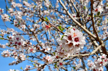 Blooming almond trees, Mallorca, Spain