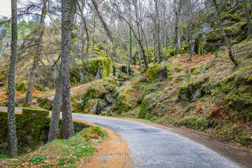 Woods in the mountains. Woods in the region of Manteigas, Serra da Estrela - Portugal