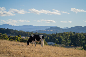 Beef cows and calves grazing on grass in Australia. eating hay and silage. breeds include speckled park, murray grey, wagyu, angus and brangus.
