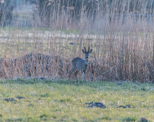 neugieriger Blick