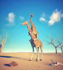 Giraffe carries another giraffe in the dessert.